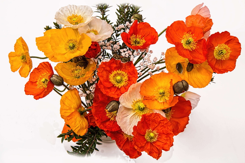 multi colored, colorful, happy, cheerful, vulnerability, orange color, joy, close-up, bouquet, fresh, 4K, orange, freshness, spring, flower head, summer