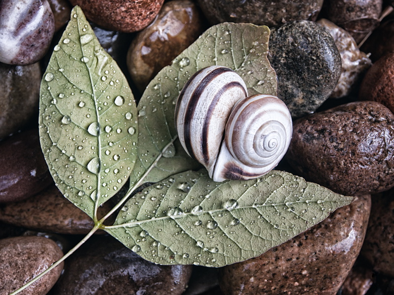 Love on the Rocks, 4K, mollusk, backgrounds, nature, veins, animal Shell, heart, leaves, snail, photo, brown, green leaves, gastropod, Olympus, slimy