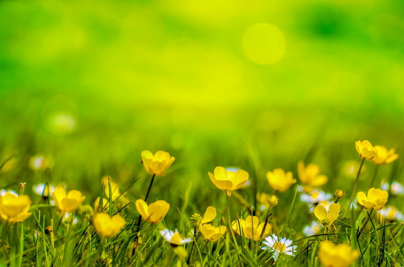 soft, summer, plain, flowering plant, photography, grass, herbs, sun, colorful, daisy, shallow, vulnerability, natural, springtime, nature, flowerbed, sunny