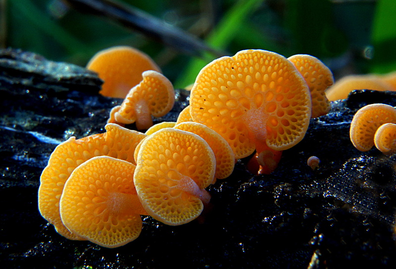 mushrooms, CC0, Public Domain, fungus, Dedication, Favolaschia calocera, Orange, favolaschia, nature, underwater, Sony DSLR-A580, wood, 1080P, pore, Fungi