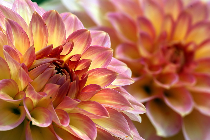 two, Adele, Oreti, nature, CC0, beauty In Nature, botany, pink Color, plant, 1080P, orange, flowers, Public Domain, photos, close-up, summer, flower Head
