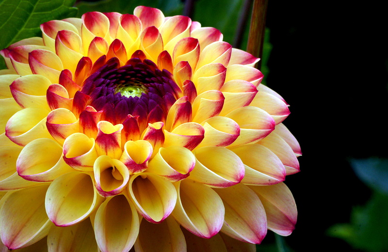 Macro, in bloom, plant, Dahlia, water Lily, petal, summer, Yellow, Tamron, Oreti, photos, close-up, Public Domain, botany, photo, 1080P, leaf, Dedication