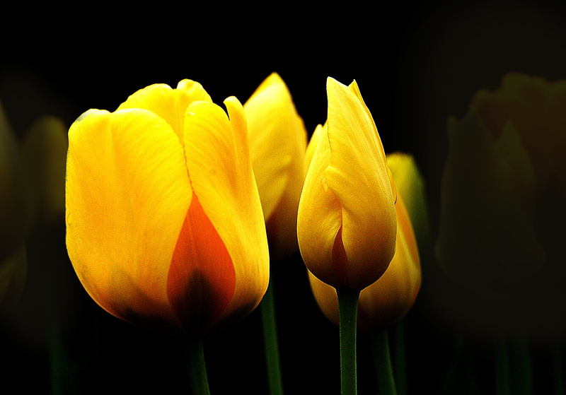 beauty In Nature, Public Domain, springtime, freshness, 1080P, photos, petal, photography, plant, close-up, shallow, nature, flower, tulip, Yellow, Tulips