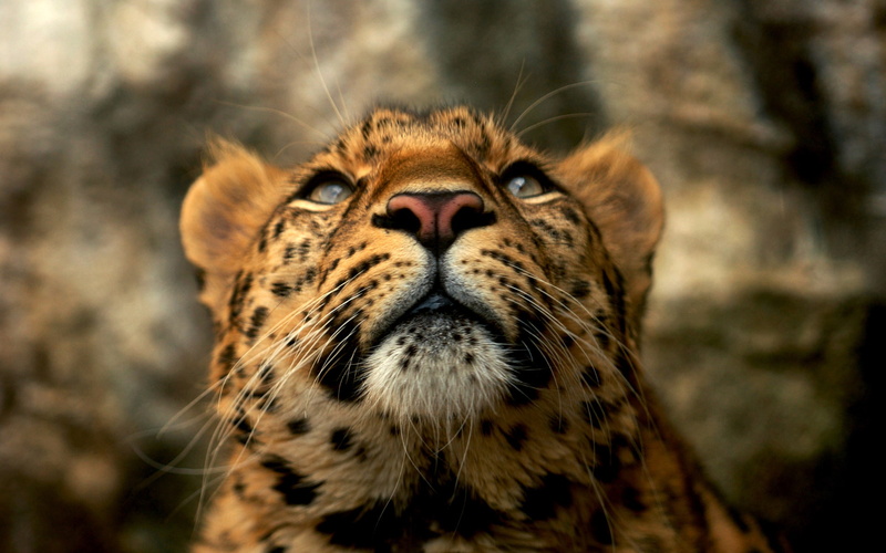 eyes, 1080P, depth of field, animals, fur, yellow, blue, leopard, yellow fur, photography, depth, field, blue eyes