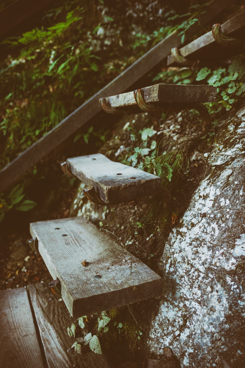 tree, gradually, close-up, slope, hard, nature, log, leaf, no people, container, success, 5K, away, stairs, impassability, focus on foreground, obstacle