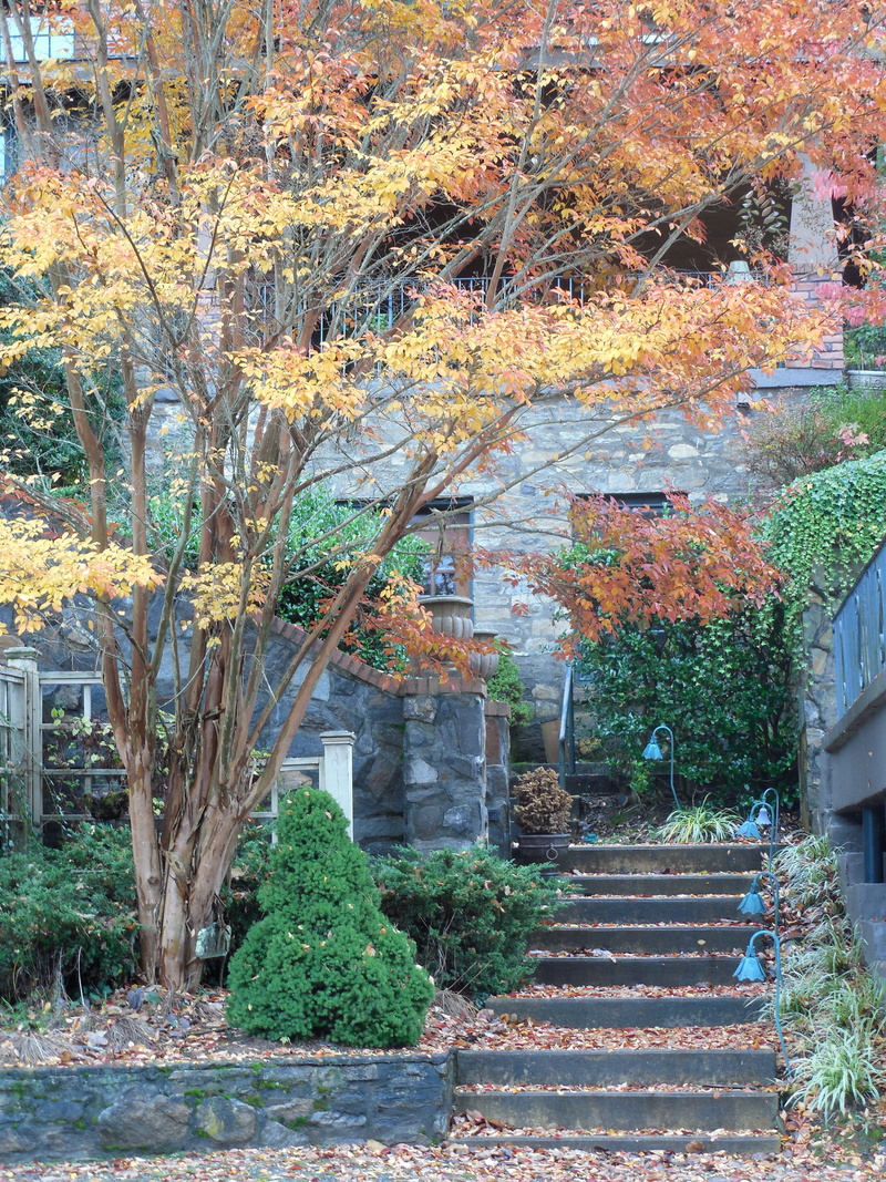 steps and staircases, House, plant, old, beauty in nature, exterior, walkway, branch, building exterior, stepping stones, built structure, red, nature