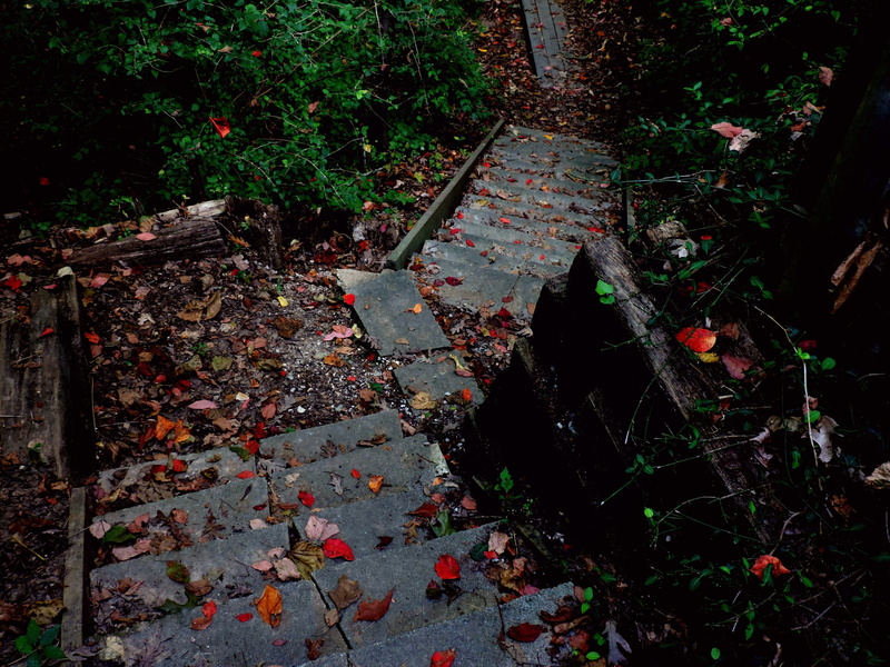Autumn, outdoors, outdoor, tree, footpath, step, land, stairway, forest, architecture, walkway, night, green, tranquility, dirty, Path, leaf, change, direction