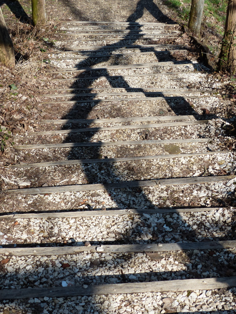 no people, Forest, 4K, direction, sunny, stair step, up, plant, high angle view, Nature, focus on shadow, descend, steps, climb up, stone stairway, wood stairs