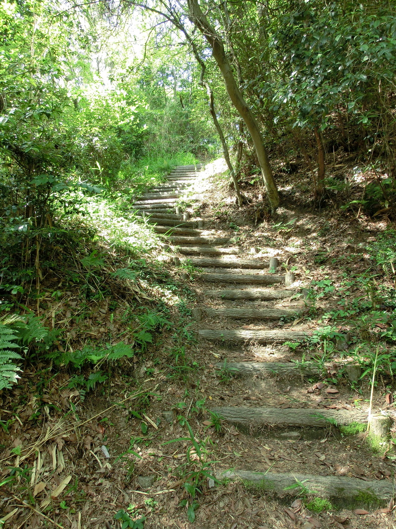 step, tranquil scene, land, 4K, tree, no people, path, sunlight, beauty in nature, footpath, direction, pathway, staircase, landscape, growth, stairway