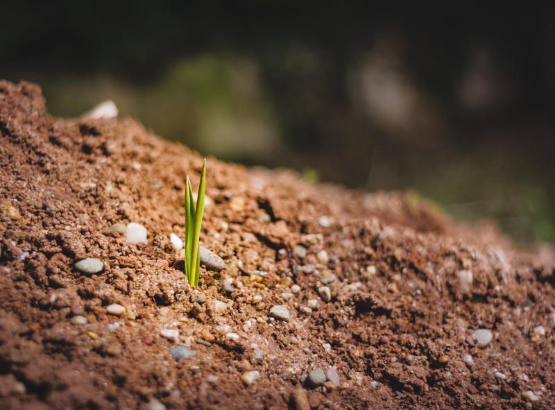 day, small, bloom, outdoors, focus on foreground, frühlingsblüher, no people, new beginning, plant, engine, earth, 2K, mud, leaf, bud, new life, close up