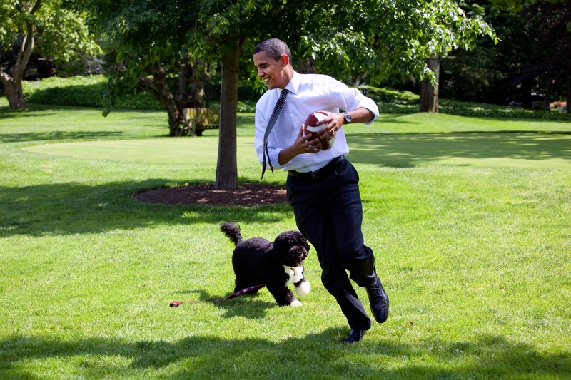 cute, people, white house, play, real people, relax, friendship, smile, lawn, barrack, domestic, run, obama, outdoors, adult, photo public domain, grass