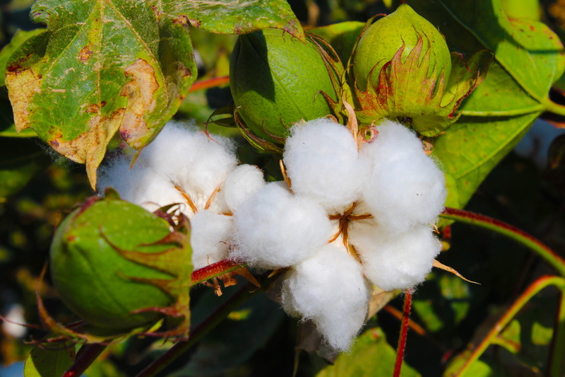 plant, softness, nature, no people, vulnerability, cotton plant, leaf, tajikistan, freshness, growth, plant part, cotton, green color, beauty in nature