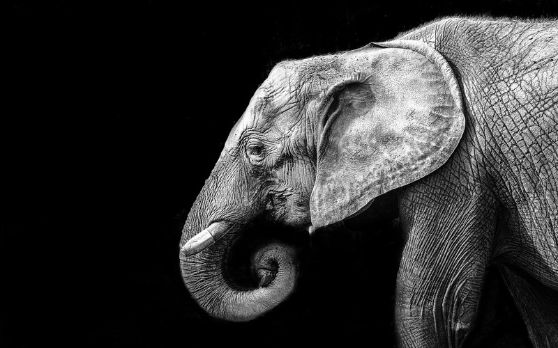 bw, elephant, hd, black, animals, 1080P