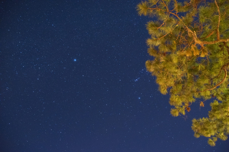 galaxy, tranquil scene, space, outdoors, scenics - nature, night, star, no people, nature, beauty in nature, plant, low angle view, sky, star field, tranquility
