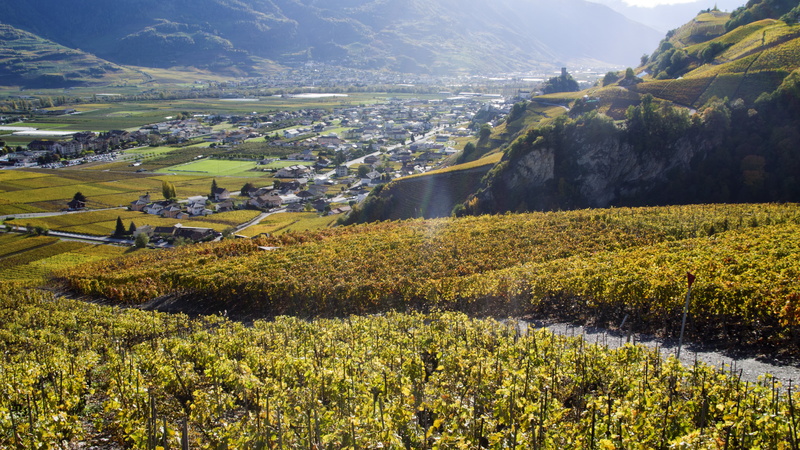 background, green, green leaf, mountain, Pentax Kr, switzerland, field, leaf, Vineyards, rural Scene, 4K, agriculture, landscape, photo, scenics, plant field