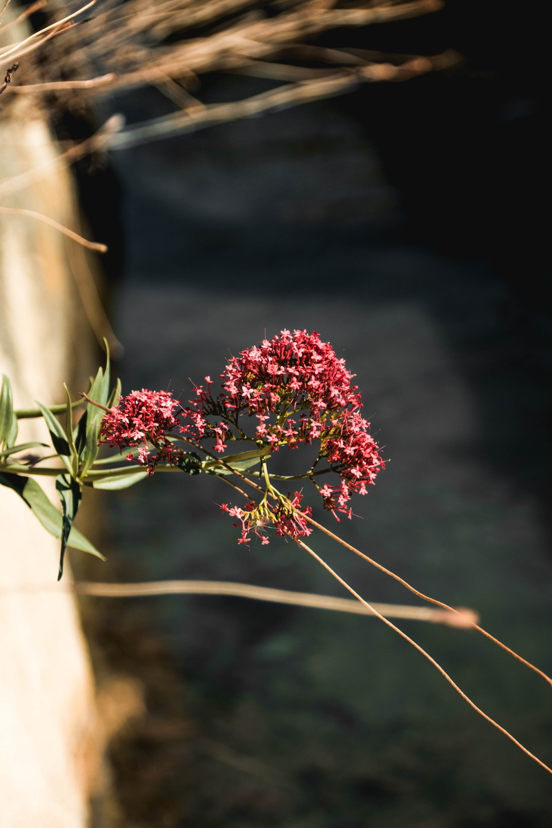 blum, november, sunlight, 5K, flower, flowering plant, flowers, alps, switzerland, no people, pink, selective focus, trekking, hiking, beauty in nature
