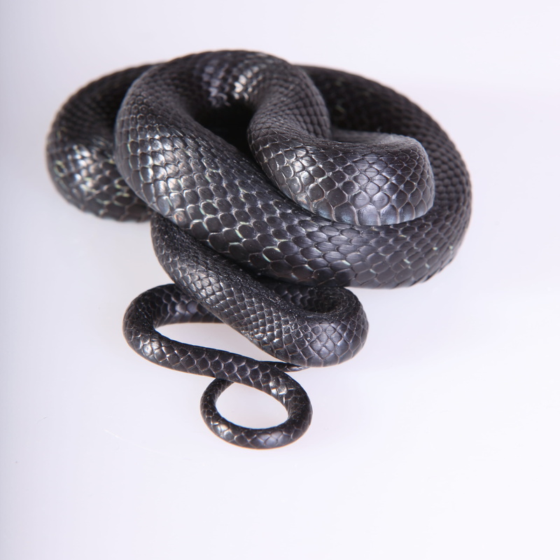 season, focus, one, indoors, no people, head, metal, slither, man made, threats, macro, silver colored, reptile, jewelry, hunting, cold, outdoors, smooth