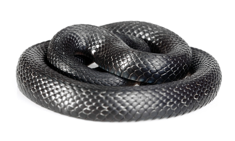 snake, scale, close-up, hunting, animal wildlife, skin, head, blooded, slither, animal body part, one animal, macro, sign, land, smooth, black, curled up