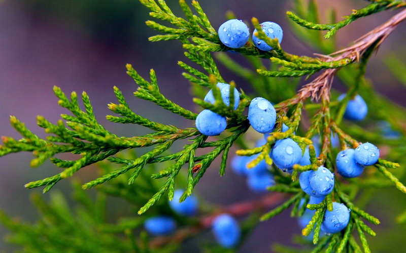 Autumn, Berries, Nature, Drops, Water, 1080P, Juniper, blueberries, Blue