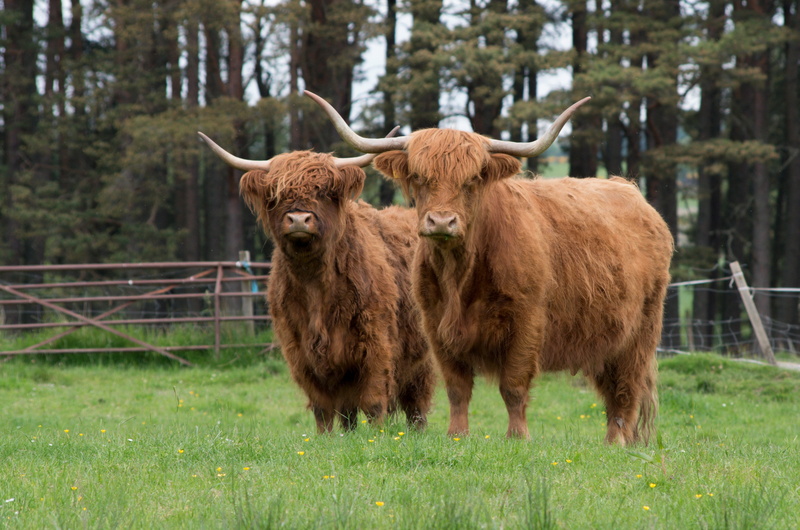 no people, outdoors, scottish highland cow, highlander, nature, animal, fur, graze, animal husbandry, brown, grazing, farm, photo shooting, agriculture