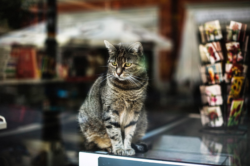 pet, poznan, feline, whisker, europe, ewitsoe, vertebrate, street photography, canon eo, no people, large animal, cat kitten, display, focus, domestic