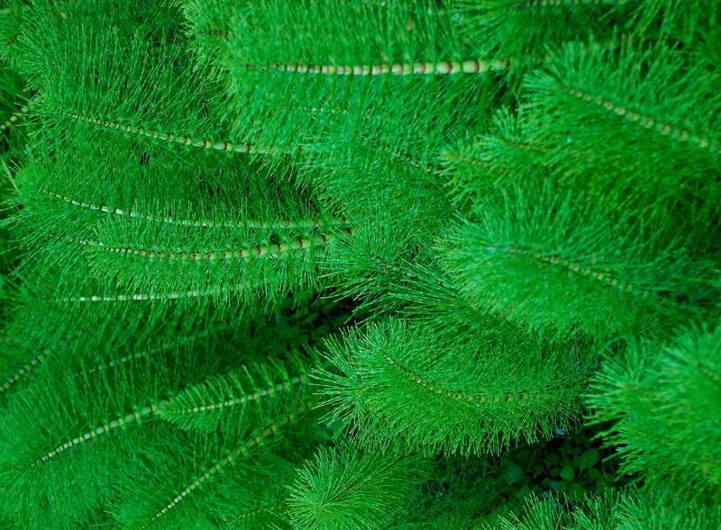 nature, natural pattern, backgrounds, coniferous tree, Poznan, linear, Equisetum telmateia, plant part, beauty in nature, Fresh, no people, close-up, tree