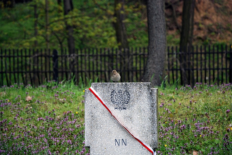 grave, bird, tombstone, soldiers, animals in the wild, poznan, flowering plant, no people, flower, one animal, animal themes, focus on foreground, vertebrate