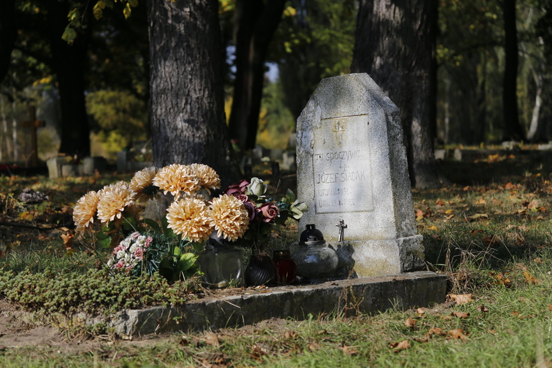 tomb, 5K, tree, cemetery, flowering plant, trunk, tree trunk, belief, poland, outdoors, tombstone, stone, nature, poznan, growth, day, world war ii, no people