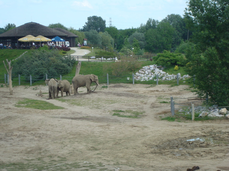 tree, trip, domestic animals, animal, horse, mammal, land, group of animals, architecture, animal themes, poznan, livestock, plant, day, animal wildlife