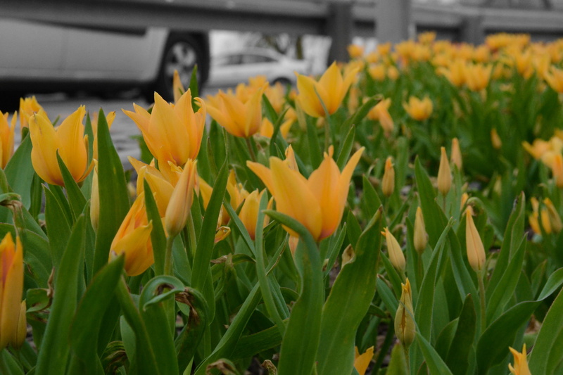 orange tulip, orange, orange tulips, close-up, gardening, growth, photo, midle, plant, nature, fragility, macro photo, no people, car, outdoors, petal