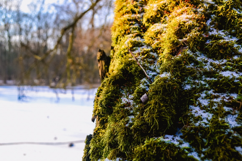macro photography, growth, macro photo, beauty in nature, shinning, cold temperature, covering, forest, poznan, lake, 4K, moss, outdoors, close-up, no people