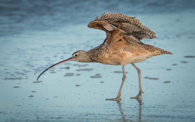flying, one animal, no people, shorebird, animal themes, outdoors, called, candlestick, vertebrate, long, sicklebird, curlew, focus on foreground, seagull