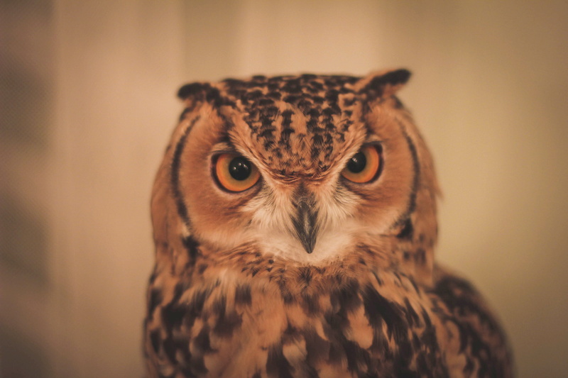 day, wild, angry, owl, animal eye, front view, 2K, eye, focus on foreground, no people, taito, one animal, akihabara, animal, vertebrate, japan, close-up