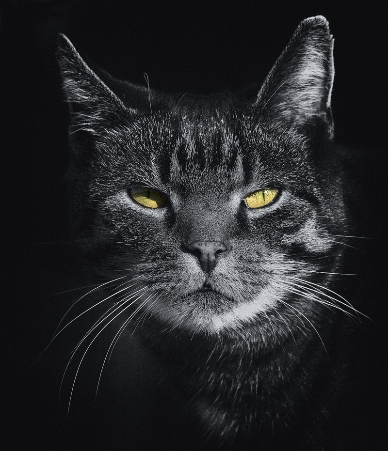 eyes, animal, fur, cute, black background, portrait, cat, pets, adorable, black-and-white, pet, royalty  images, 1080P, young, grey, black, hair, yellow eyes