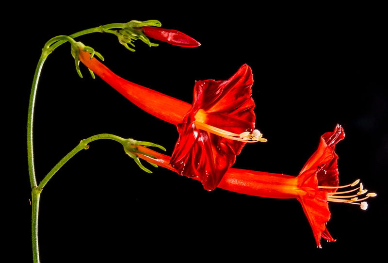 flower, no people, invertebrate, isolated, plant, Ranke, Close, Flower, Small, small flower, fragility, cut out, indoors, macro, animals in the wild, 4K