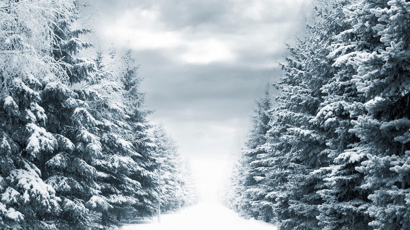 frozen, sky, frost, december, coniferous Tree, pine woodland, mountain, blue, storm, fir Tree, pine Tree, forest, pine, nature, season, snowy, pinaceae