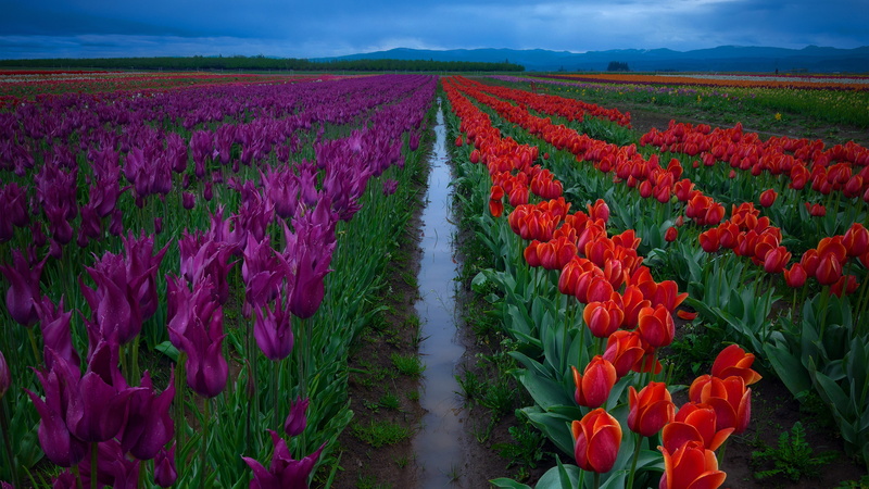flowers, the sky, red, plantation, after the rain, the ranks, field, boundary, 4K, tulips, water, purple