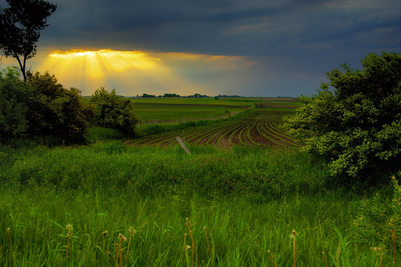 land, asia, ranks, agriculture, thailand, meadow, farm, plant, growth, tranquil scene, rice - Cereal Plant, gleam, hill, rural Scene, fields, no people