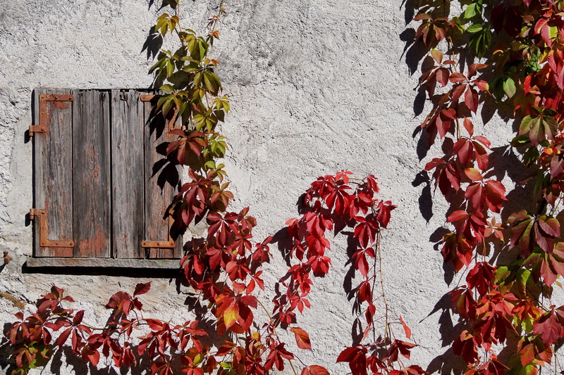white wall, shadow, whip vine, no people, autumn, old house, strong, colorful, day, shutters, vine, leaves, fall foliage, leaf veins, beside, plant, old facade
