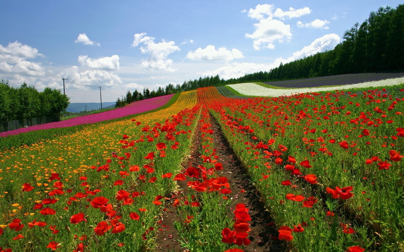 japan, flowers, ranks, field, poppies, 1080P
