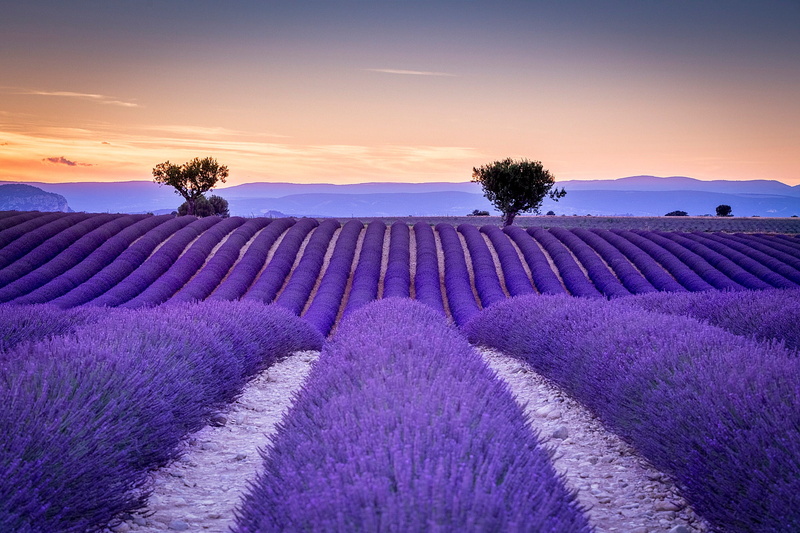 europe, Provence, romantic sky, landscaped, plant, land, flowering plant, sunlight, dusk, flower Head, perfume, lavender, scenics - nature, idyllic, non-Urban Scene