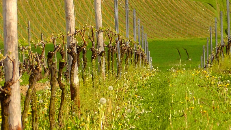 spring, tree, bud, beauty in nature, land, winegrowing, agriculture, green color, field, day, stengel, ranke, grass, rural scene, nature, environment, farm