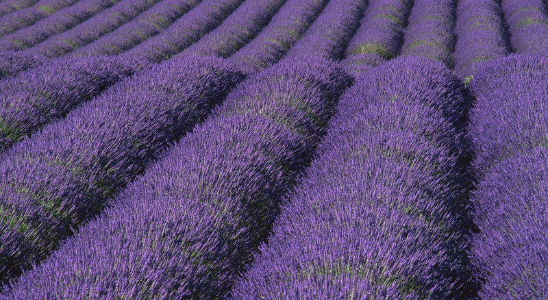 perfume, multi Colored, france, rural Scene, blue, aromatherapy, plant, colors, flowering plant, summer, flower Head, beauty In Nature, lavender Coloured