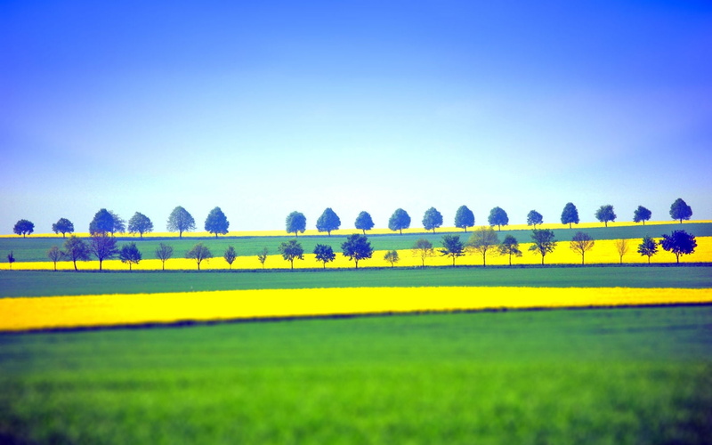 environment, clear sky, illustration, flowering plant, landscape, tranquility, flower, trees, day, beauty in nature, fields, plant, land, nature, 720P