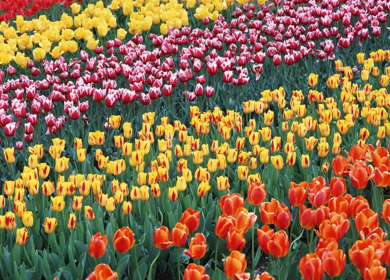 outdoors, colorful, springtime, gardening, netherlands, nature, color Image, artwork, plant, multi Colored, close-up, backgrounds, flowers, flowerbed, rural Scene