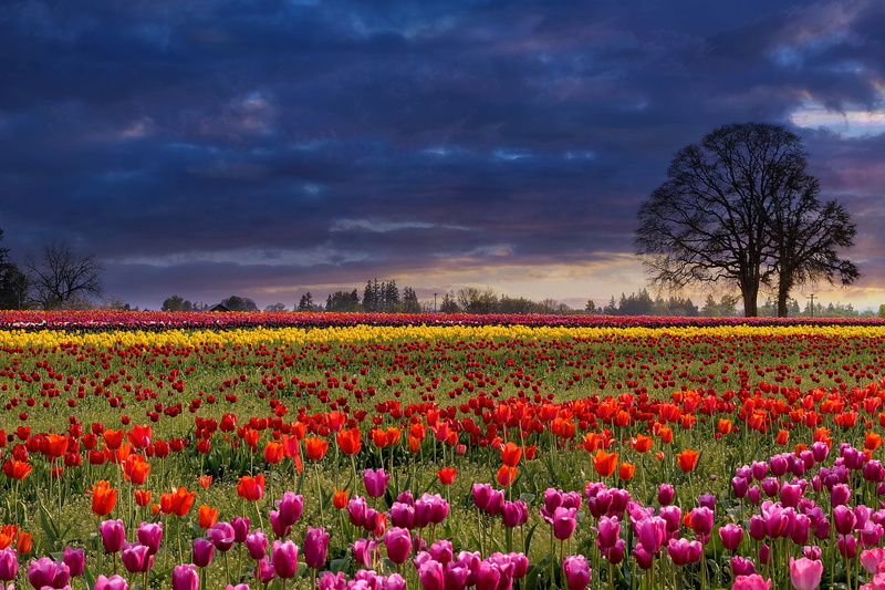 glade, flowers, the sky, colorful, field, trees, storm, strip, tulips, plantation, spring, clouds, 1080P, Tulip field, different, the ranks