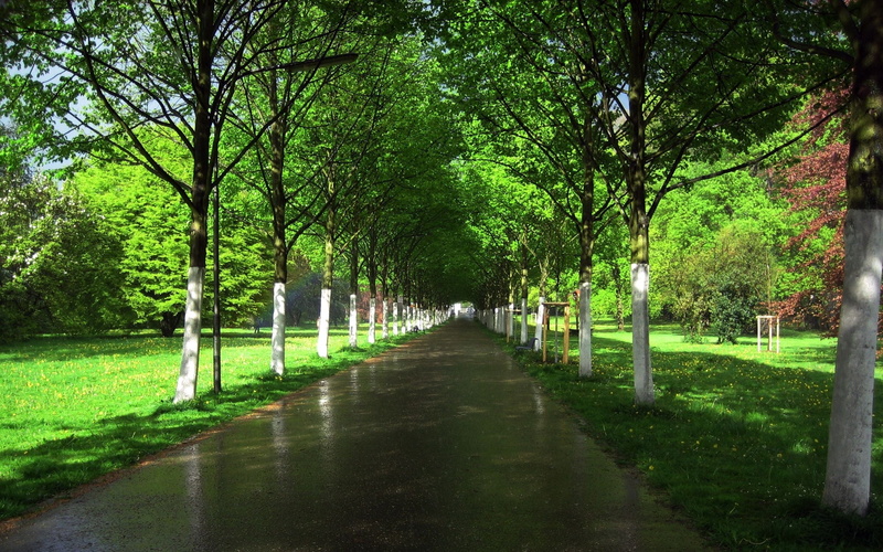 beauty In Nature, grass, land, summer, leafed, season, park, street, ranks, green, plant, color Image, trees, fence, non-Urban Scene, green Color, woodland
