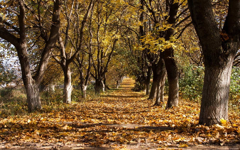 beauty In Nature, october, treelined, tree, land, tranquil Scene, falling, colors, leaves, sunlight, scenics, plant part, change, environment, growth, 2K