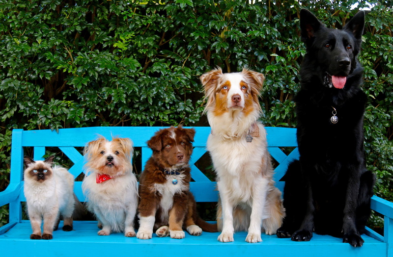 rank, puppy, Australian shepherd, bench, 2K, German shepherd, cat, dogs, friends, Ragdoll