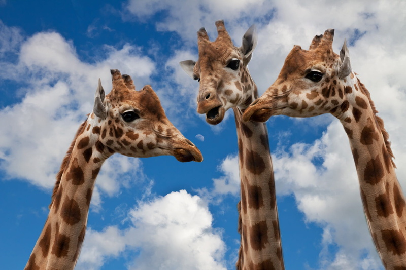 friendship, animals in the wild, team, no people, change speech, 1080P, debate, social, nature, message, vertebrate, chat, entertainment, discussion, interview